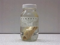 藏品(白條紋石狗公)的圖片